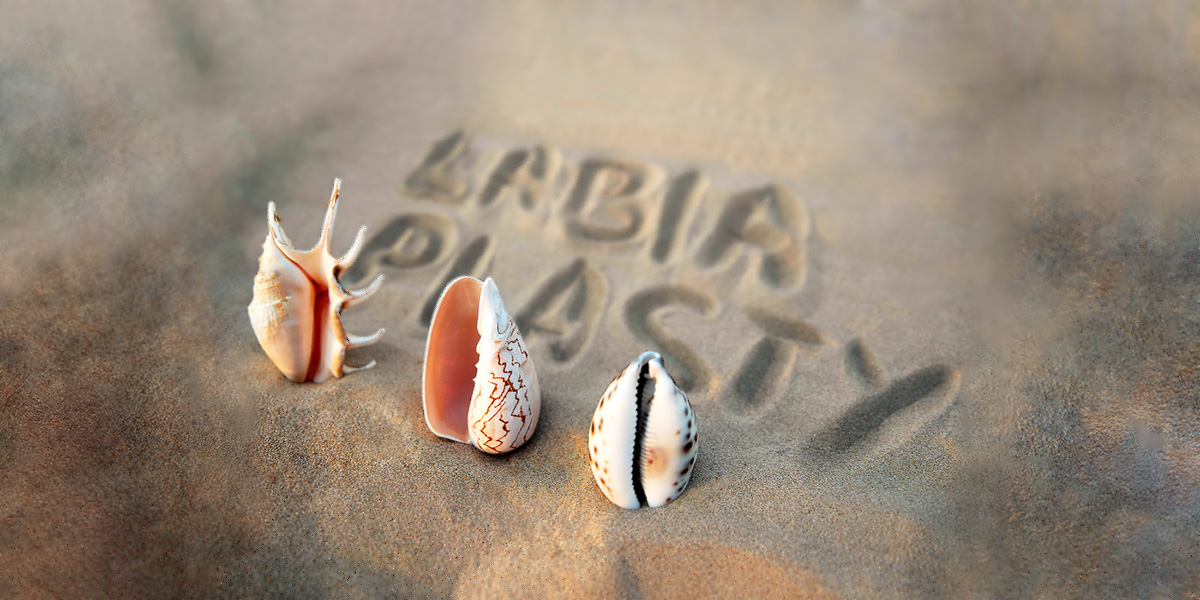 seashells on a beach; plastic surgeon, labiaplasty